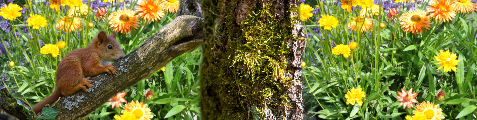 Impressum | Gartenfreunde Illingen e.V.